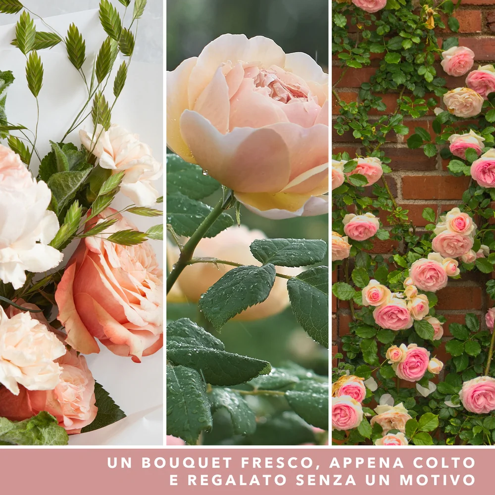 Yankee Candle Fresh Cut Roses Signature Media Cut Roses Signature - Image 3