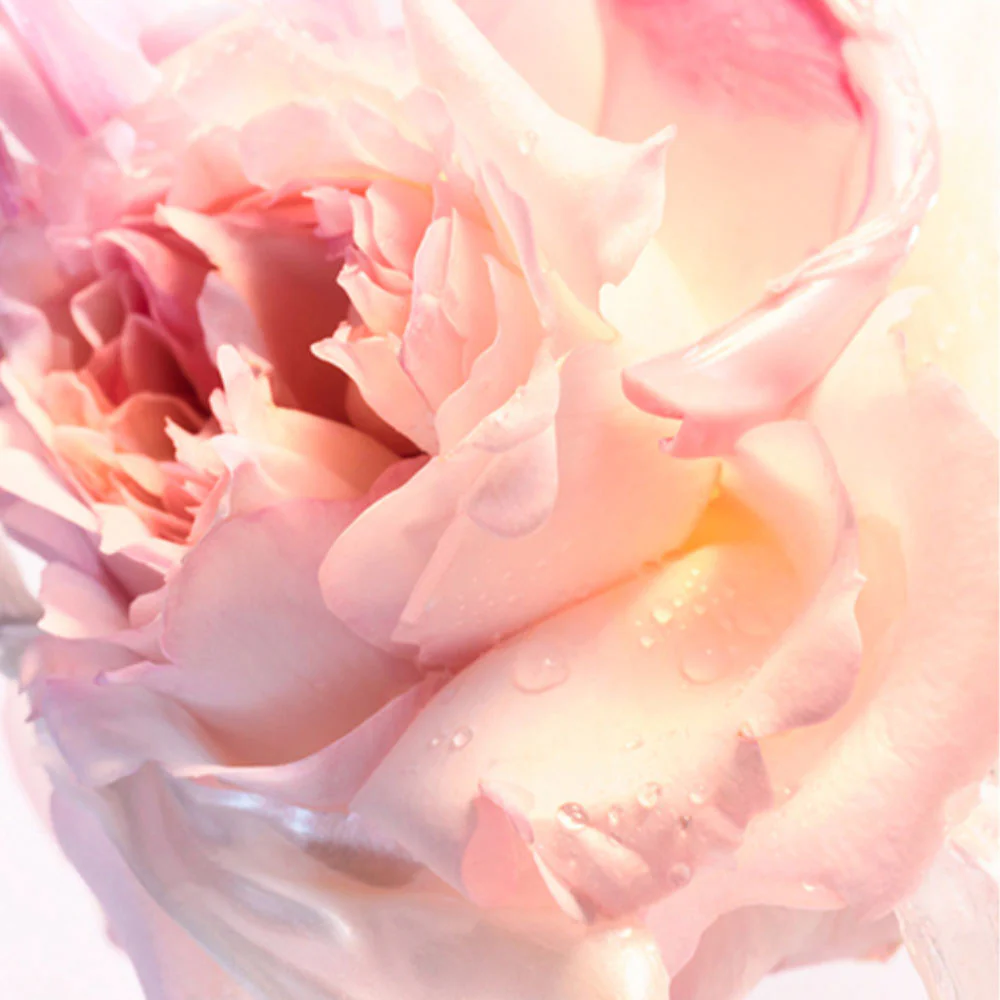 Bulgari Rose Goldea Blossom Delight 50 ml - Image 2