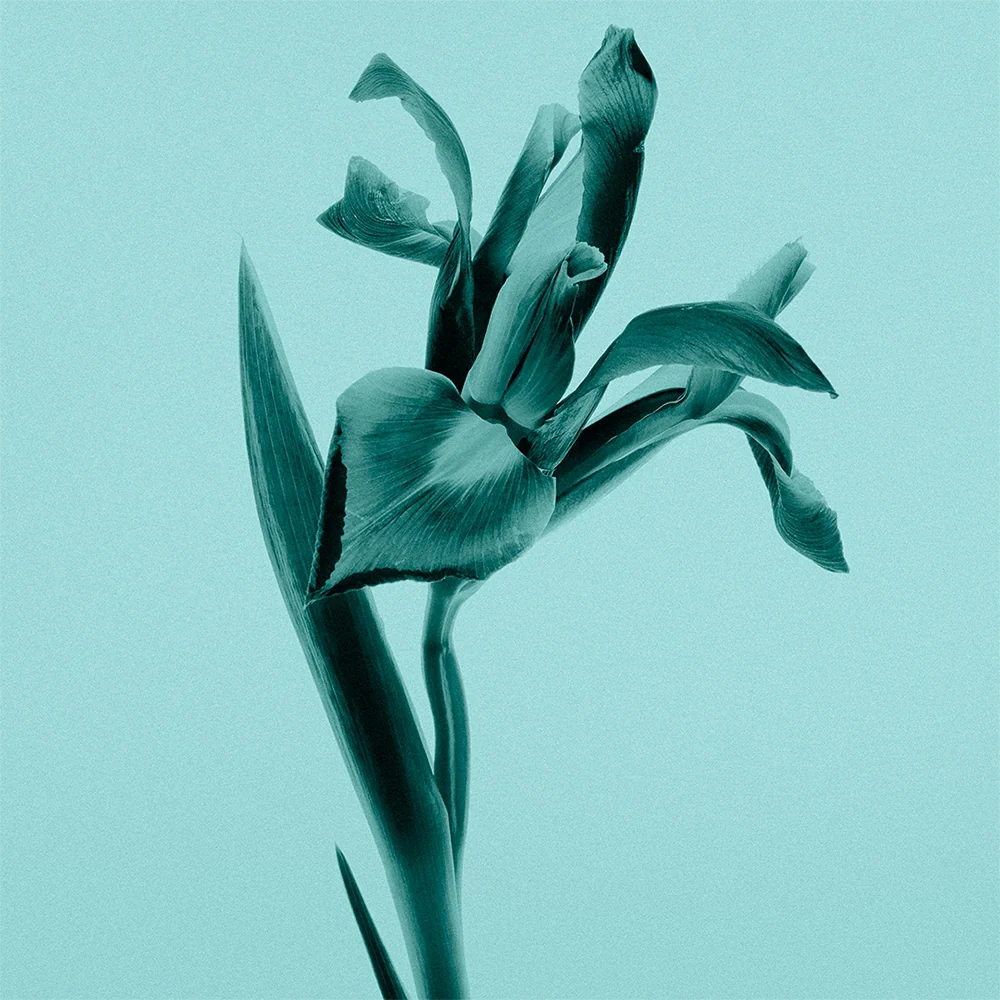 Tiffany & Co. Intense 75 ml - Image 8