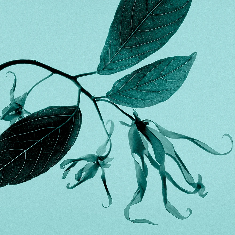 Tiffany & Co. Sheer 50 ml - Image 8